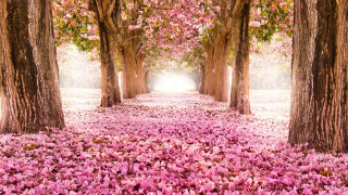 Pink flower pathway hanami spring - a pathway free wallpaper