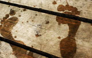 Shadow dog cat wooden beach - a wooden surface free wallpaper