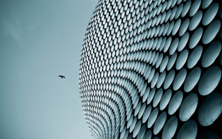 Plane building curved design bird - side and a bird free wallpaper for desktop