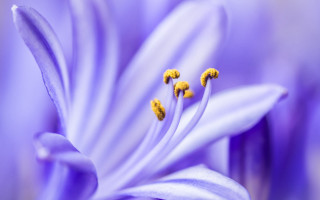 Purple flower yellow stamens macro 4 - center free wallpaper