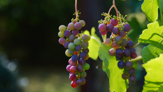 Grapes leaves green background still - vine free wallpaper