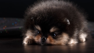 Small dog sad tired head - his head on free wallpaper
