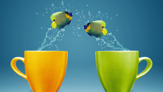 Fish jumping water penguin air - the cup free wallpaper