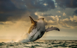Humpback whale jumping ocean cloudy - a cloudy sky in the background free wallpaper