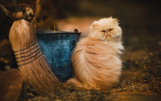 Fluffy cat blue bucket brooms - award free wallpaper