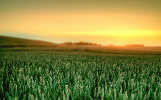 Sunset grass field tiltshift blurry - distant free wallpaper for desktop