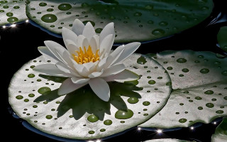 White water lily green leaves - drop of water free wallpaper