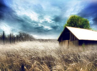 Barn tall grass cloudy sky - a tree in the foreground free wallpaper