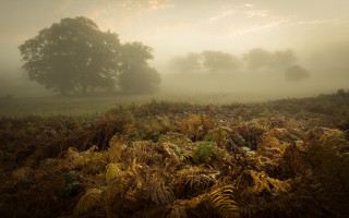 Foggy landscape trees mountain sunset - a tree in the distance free wallpaper for desktop