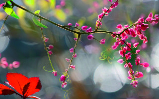 Red flower green leaf branch - mystical free wallpaper for desktop