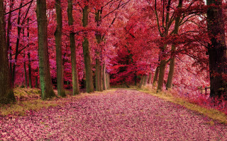 Autumn forest leaves road bare - red leaf free wallpaper for desktop