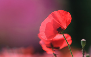 Red flower macro blurry background 6 - field free wallpaper