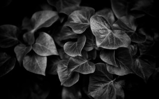 Black white plant leaves flower - a white spot free wallpaper