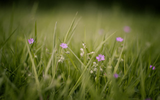 Grass purple flower field blurry - purple flower free wallpaper for desktop