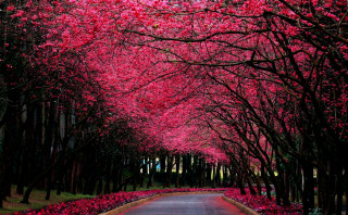 Tree lined road pink flowers 3 - a red sky in the background free wallpaper