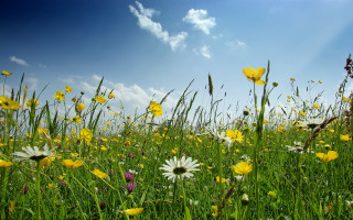 Flower field sky clouds wildflowers - grass free wallpaper for desktop