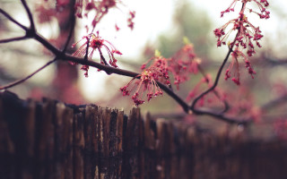 Pink cherry blossoms girls fence - a tree branch free wallpaper for desktop