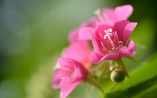 Pink flower white stamen macro - a green stem free wallpaper for desktop