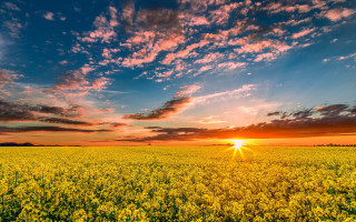 Yellow flowers blue sky sunset - cloud and sun free wallpaper