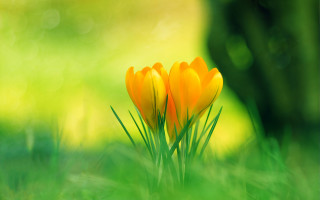 Yellow flowers grass tree green - the grass next free wallpaper