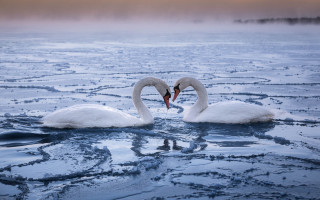 Swans cold lake ice puzzle - ice flo free wallpaper