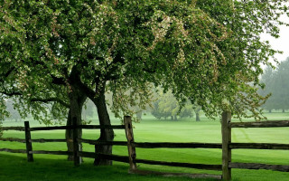 Tree fence field bush nature - front of it free wallpaper