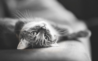 Cat back couch eyes wide - a paw free wallpaper