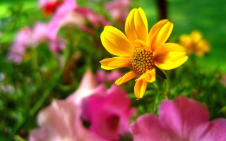 Yellow flower pink green bokeh - a yellow flower free wallpaper