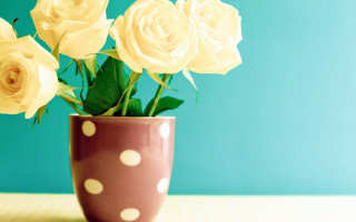 Polka dot vase white roses - white rose free wallpaper