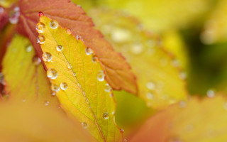 Leaf water droplets yellow red - water droplet free wallpaper for desktop