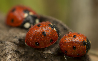 Ladybugs rock water droplets macro - looking free wallpaper