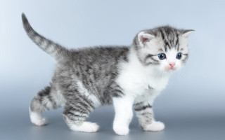 Blue eyed kitten gray background - a gray background free wallpaper