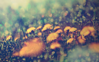 Yellow flowers bokeh autumn sunset - e. william gollings free wallpaper