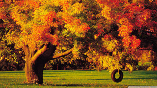 Tire swing autumn tree fire - fall free wallpaper