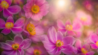 Pink flowers blurry background macro 2 - backlight free wallpaper