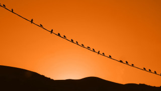Birds on wire sunset mountains - a wire free wallpaper