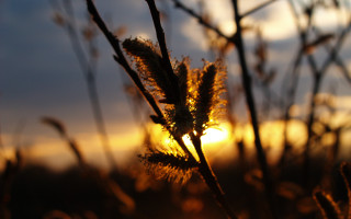 Plant sunset clouds backlighting autumn - a sun setting behind free wallpaper
