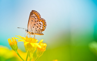 Butterfly yellow flower macro outdoors - a yellow flower free wallpaper