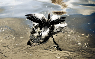Duck wings spread water ecological - a duck free wallpaper