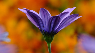Purple flower green stem colorful - a purple flower free wallpaper for desktop