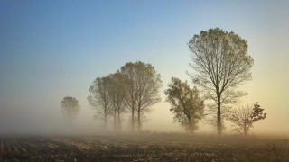 Foggy field trees volumetric fog - caspar david friedrich free wallpaper for desktop