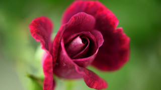 Red rose green background blurry - a single flower free wallpaper