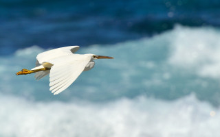 White bird flying over blue - naturalism free wallpaper