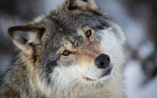 Wolf snow woods portrait photorealistic - winter time free wallpaper