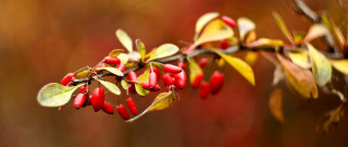 Branch red berries green leaves 3 - red berry free wallpaper