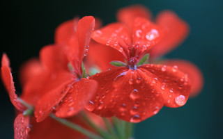 Red flower water droplets macro 4 - a red flower free wallpaper