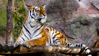 Tiger log zoo enclosure nature - free cats wallpaper
