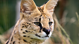 Cat portrait furry realistic blurry - a close up of a cat free wallpaper