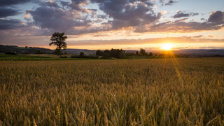 Wheat field sunset lone tree - free summer wallpaper