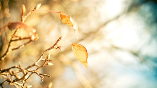 Branch leaves blurry sky autumn - claire hummel free wallpaper